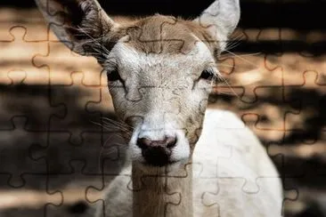 Imagem jigsaw puzzle