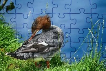 Imagem jigsaw puzzle