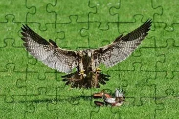 Imagem jigsaw puzzle