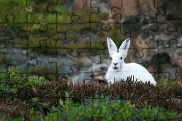 Imagem jigsaw puzzle
