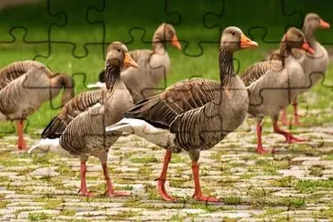 Imagem jigsaw puzzle