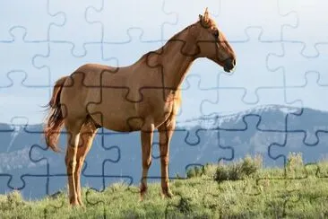 Imagem jigsaw puzzle