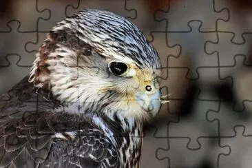 Imagem jigsaw puzzle