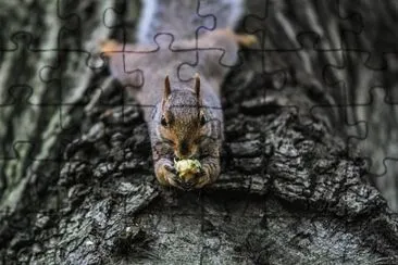 Imagem jigsaw puzzle
