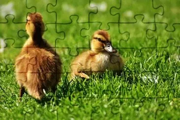 Imagem jigsaw puzzle