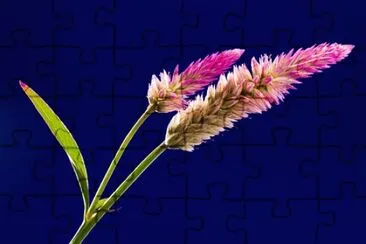 Imagem jigsaw puzzle