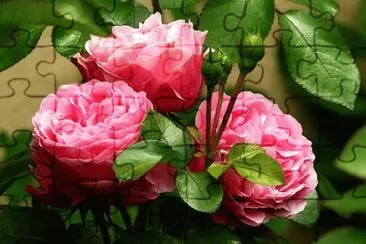 Imagem jigsaw puzzle