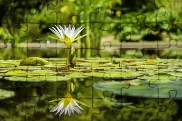 Imagem jigsaw puzzle
