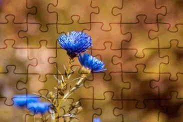Imagem jigsaw puzzle
