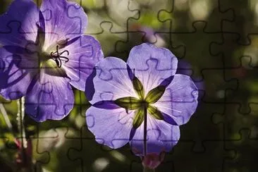Imagem jigsaw puzzle