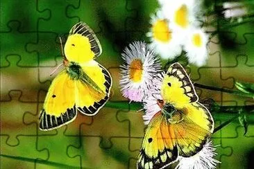 natural jigsaw puzzle