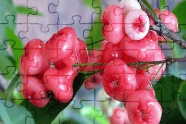 frutas jigsaw puzzle