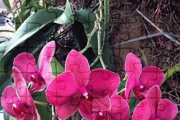 flores jigsaw puzzle