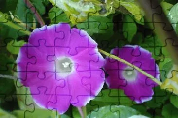 IpomÃ©e jigsaw puzzle