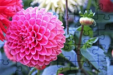 flores