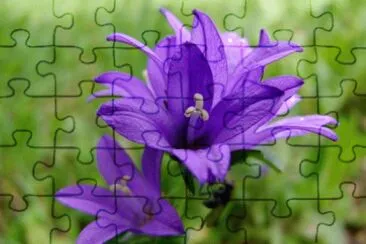 Campanules jigsaw puzzle