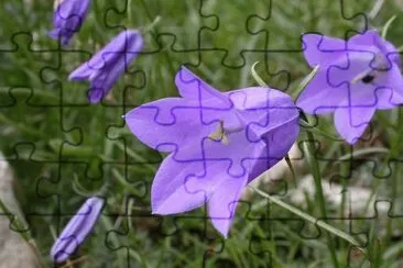 Campanules jigsaw puzzle