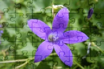Campanules jigsaw puzzle