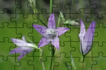 Campanules jigsaw puzzle