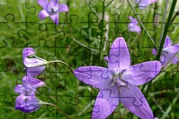 Campanules jigsaw puzzle
