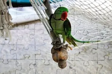 Imagem jigsaw puzzle