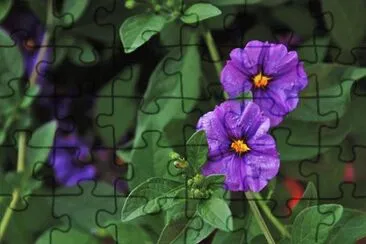 Imagem jigsaw puzzle