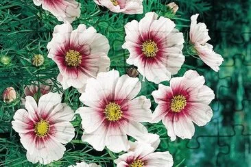 flores