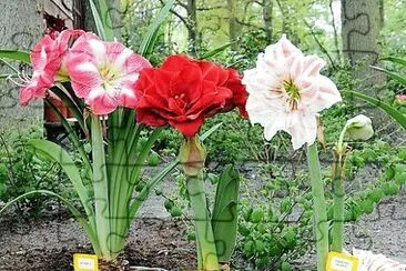 flores