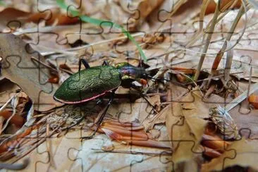 Carabus olympiae
