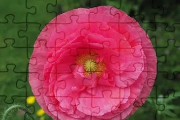 Pavot jigsaw puzzle