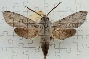 Erinnys gutalaris jigsaw puzzle