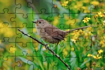 Imagem jigsaw puzzle