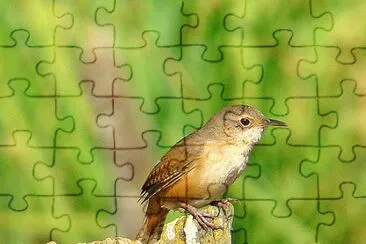 Imagem jigsaw puzzle
