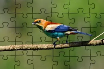 Imagem jigsaw puzzle