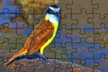 Imagem jigsaw puzzle
