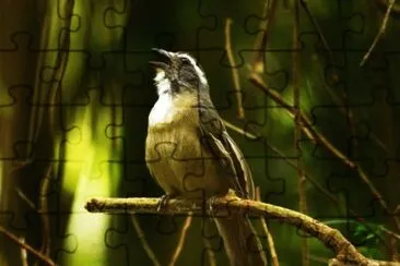 Imagem jigsaw puzzle