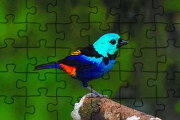 Imagem jigsaw puzzle