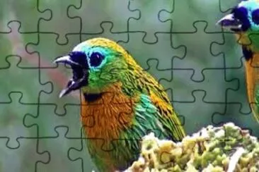 Imagem jigsaw puzzle