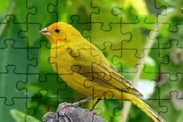 Imagem jigsaw puzzle
