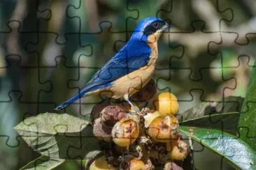 Imagem jigsaw puzzle