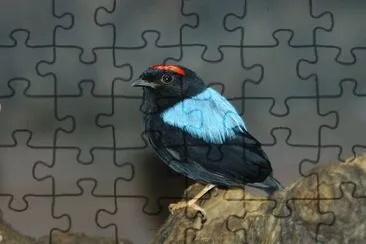 Imagem jigsaw puzzle