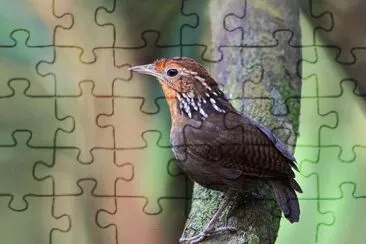 Imagem jigsaw puzzle