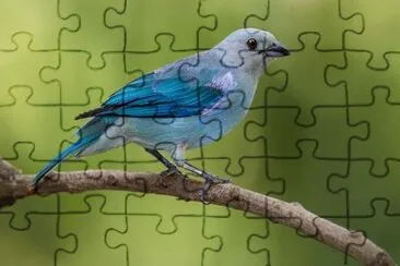 Imagem jigsaw puzzle
