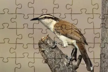Imagem jigsaw puzzle