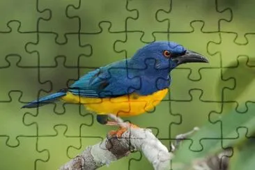 Imagem jigsaw puzzle