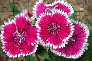 Imagem jigsaw puzzle
