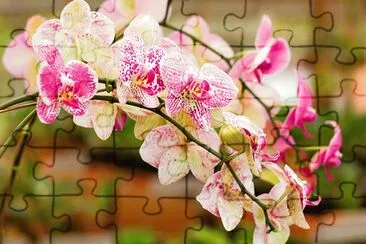 Imagem jigsaw puzzle