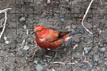 Apapane jigsaw puzzle