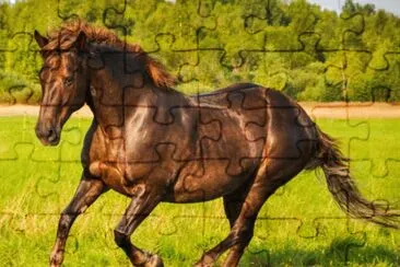 Imagem jigsaw puzzle