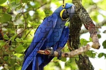 Imagem jigsaw puzzle